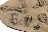 Plate of Eleven Alien-Looking Jimbacrinus Crinoids - Australia #188634-4